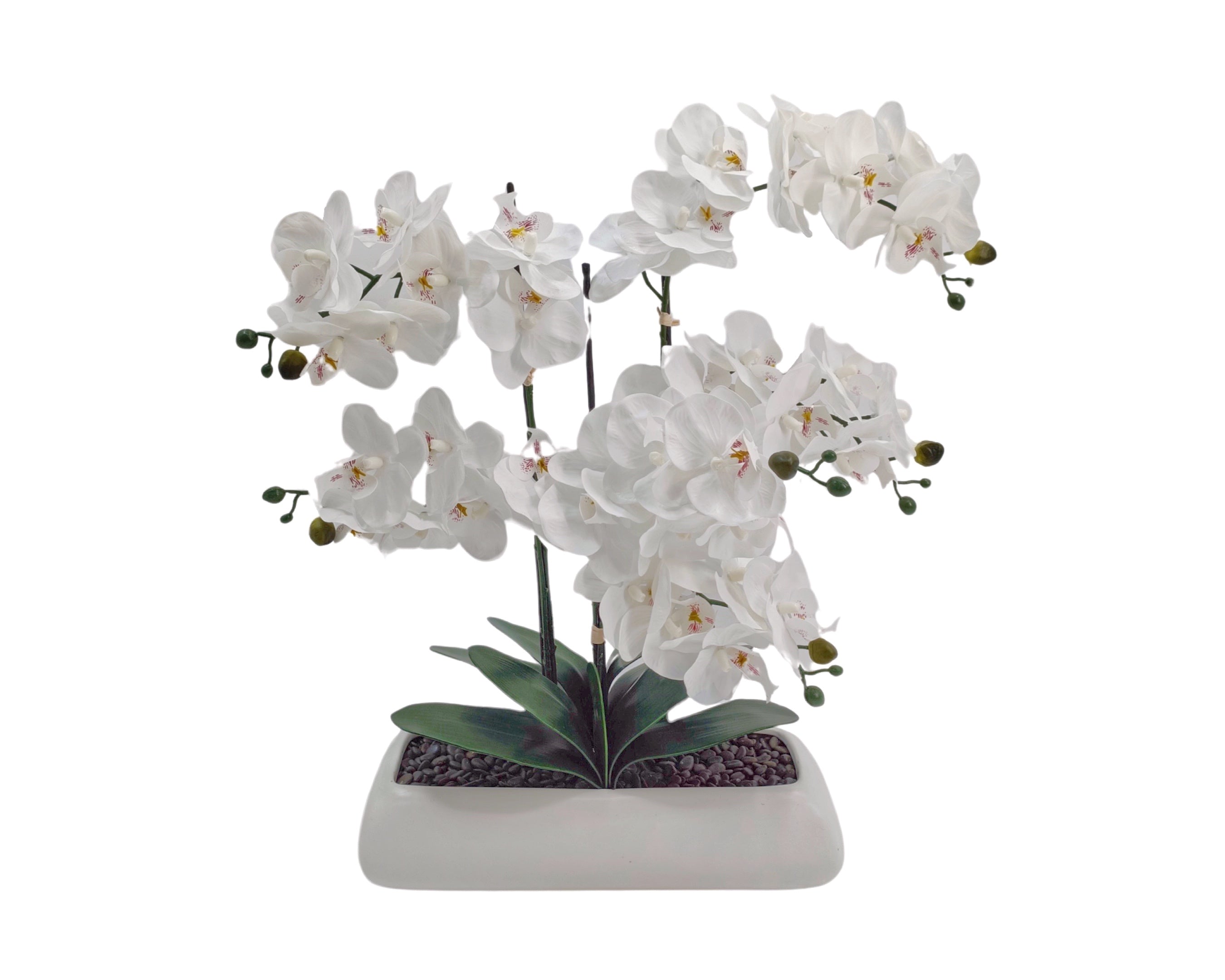 White Orchid in Rectangle Ceramic Pot